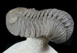 Morocops Trilobite On Pedastal of Limestone #56814-4